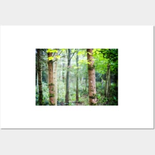 Beech tree wood Posters and Art